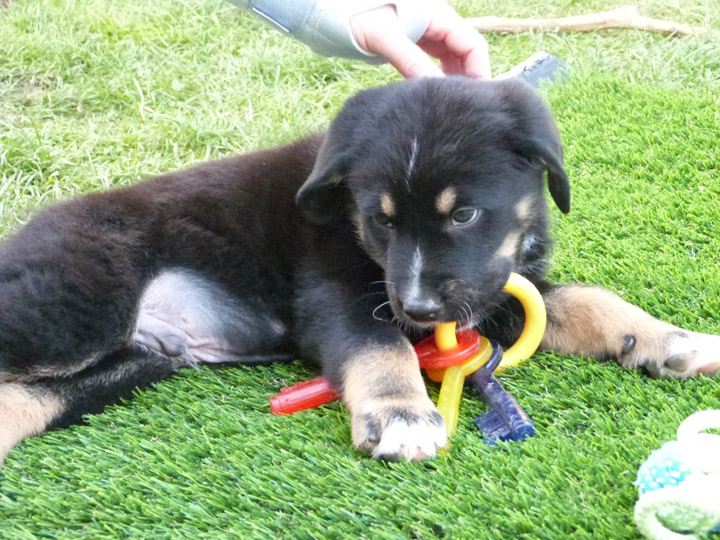 chinook dog